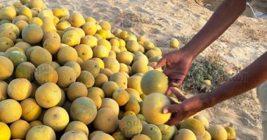 مزارعو شمال سيناء يحتفلون بموسم البطيخ والشمام: إنتاج غزير بالأسواق.. صور