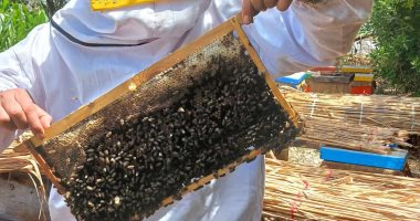 طريقة استخراج عسل النحل من قطفة زهرة البرسيم الأشهر فى الوطن العربى.. فيديو