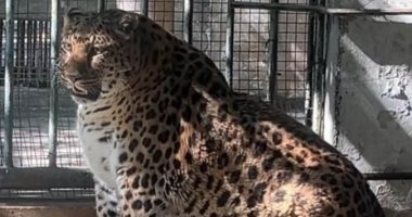 حديقة حيوان صينية تتخلى عن خطة تخسيس النمور