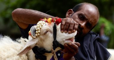مسلمو الهند يقبلون على شراء الأغنام قبل عيد الأضحى