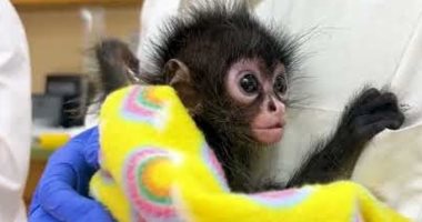 القرود الصغيرة تقاتل من أجل الحياة في حديقة حيوان تكساس ..اعرف القصة