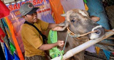 صالون لتدليك الأبقار فى إندونيسيا قبل تقديمها كأضحية فى العيد.. صور 