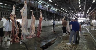 استقبال 226 رأس ماشية وذبحها بالمجان بمجازر القليوبية في أول أيام عيد الأضحى
