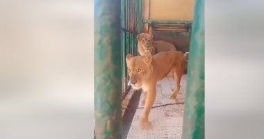 إقبال الأسر على حديقة الحيوان وبيت السباع بكفر الشيخ.. فيديو