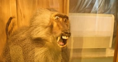 القرد الحبشى بمتحف الحياة البرية بجامعة قناة السويس.. فيديو وصور