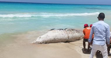 وزيرة البيئة: دفن الحوت النافق وكشف تفاصيل جرف التيارات البحرية له
