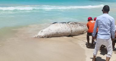 10 معلومات عن الحوت النافق على سواحل البحر المتوسط خلال أيام عيد الأضحى