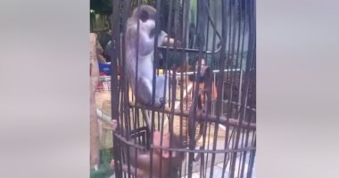 غزلان وقرود وطاووس.. حديقة حيوان دسوق كاملة العدد.. فيديو