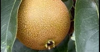 إيه حكاية التفاح الصينى قاهر الفقر؟.. فيديو