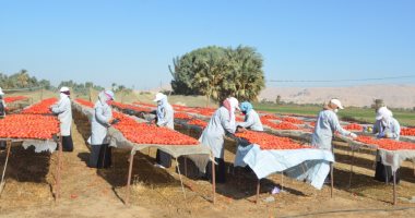 كيف ساهمت مشروعات تجفيف الطماطم فى توفير فرص عمل لشباب وفتيات الأقصر.. صور
