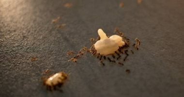 حيل ذكية للتخلص من النمل في المنزل بسهولة بدون مواد كيميائية ضارة
