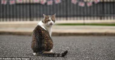 ما قصة القط " لاري" كبير صائدى الفئران بمكتب رئيس الوزراء البريطاني؟