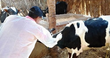 الطب البيطرى: تحصين 4650 رأس ماشية ضد مرضى الحمى القلاعية والوادى المتصدع