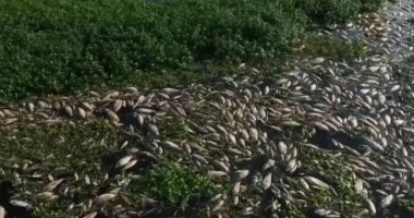 الأسماك النافقة تغطى النهر الرئيسى بالبرازيل بسبب النفايات والصرف الصحى.. فيديو