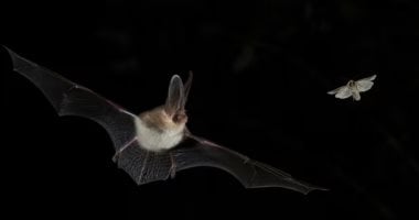 أين اختفت الخفافيش؟.. خبراء بيئيون يحذرون من انخفاض أعدادها في إنجلترا