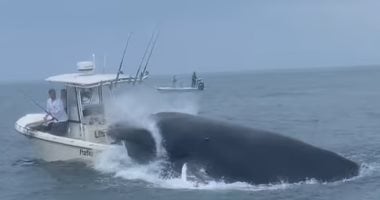 حوت أحدب ضخم يهاجم قارب ويتسبب فى غرقه قبالة سواحل نيو هامبشاير.. فيديو وصور