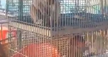 اتفرج على الغزلان والعقاب والقرود فى حديقة الحيوان بدسوق.. فيديو