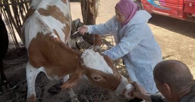 تحصين 104 آلاف رأس ماشية ضد مرضى الحمى القلاعية والوادى المتصدع بالمنيا