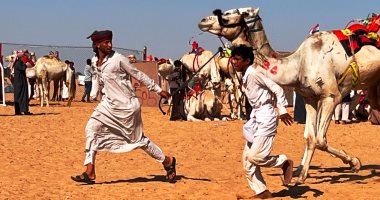 شباب المحافظات الصحراوية يحيون تراث تربية الإبل في سباق الهجن بالعلمين.. صور