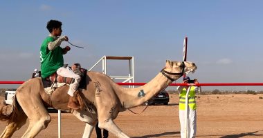 مضاعفة جوائز سباقات الهجن بالعلمين  في الموسم القادم