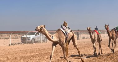 ننشر أسماء الهجن الفائزة بسباق مهرجان العلمين وملاكها من كل المحافظات