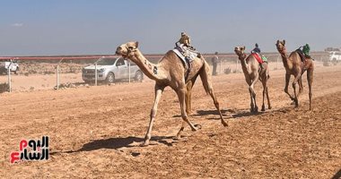 مغامرات عالمية على أرض مصر.. فعاليات ختام مهرجان سباق الهجن فى العلمين