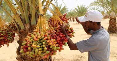 بشاير موسم التمور تهل باقتراب موعد جنى 3 ملايين نخلة بالوادى الجديد.. وفد التصديرى للتمور يبحث سبل رفع كفاءة المصانع.. وفتح أسواق تصديرية جديدة للمنتج باعتباره أجود الأنواع فى مصر.. صور