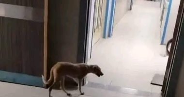 بعد واقعة تجول كلب داخل مستشفى.. صحة قنا: تقرير عاجل وإحالة أفراد النوبتجية للتحقيق