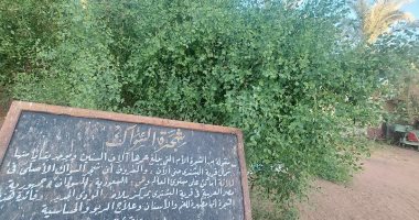 لأول مرة فى صعيد مصر.. نجاح استنبات شجرة السواك فى الوادى الجديد.. فيديو