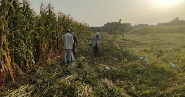 السمسم بعد الحصاد يزين الحقول بسوهاج.. والأهالى ينتظرون المحصول.. فيديو