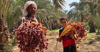 يا بلح أمهات ياسمارة..  انطلاق موسم حصاد التمور بالبدرشين