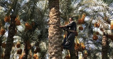  عيد بقرى البدرشين.. موسم حصاد التمور