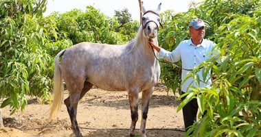 الخيل العربى ..أقوى السلالات فى العالم.. 5 عائلات رئيسية أشهرها الكحيلان والهدبان والعجوز.. تكلفة تربية الحصان 10 آلاف جنيه شهريا.. و15 معيارًا للجمال أبرزها تناسق العيون الواسعة واستقامة الأرجل.. صور