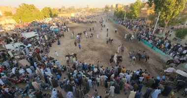 أهالى الأقصر يحتفلون بليالى المولد بمرماح الخيل فى منشأة العمارى.. فيديو وصور