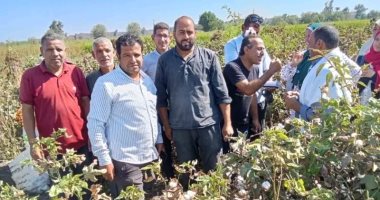 الإرشاد الزراعى ينفذ حصاد محصول القطن بقرية الجوسق بالشرقية