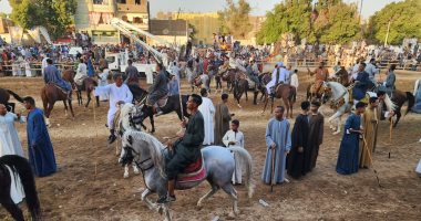 مسيرات بالجمال وسباق بالخيل فى احتفالات المولد النبوى بالأقصر.. فيديو وصور