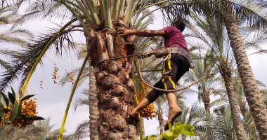 "حيانى يا بلح".. انطلاق موسم حصاد البلح بمزارع القليوبية..صور