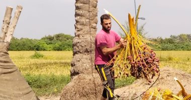 "حيانى يا بلح حيانى".. انطلاق موسم حصاد البلح بالقليوبية.. أطول نخلة ارتفاعها 35 مترا..محمد عبد الله: الشغل محتاج قلب جامد..عرابى وبنت عيشة وصباع الست وأم الفراخ أبرز الأنواع.. والكيلو يبدأ من 10 جنيهات.. فيديو