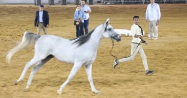 تعرف علي المهرات الفائزة في مسابقة جمال الخيل بمهرجان الشرقية أبرزها فرسة توفيق عكاشة