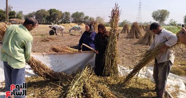 السمسم نور غيطان القليوبية.. انطلاق حصاد المحصول بحقول القناطر الخيرية.. ومزارع: بزرعه من 3 سنوات.. غير مكلف والإنتاج 30 كيلو للقيراط.. وبرويه مرة واحدة.. يدخل بصناعة المواد الغذائية والطحينة والزيوت.. فيديو