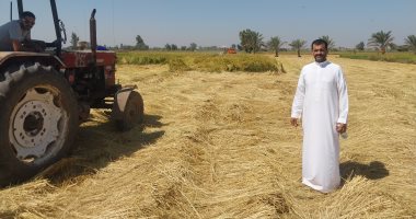 عام الخير والبركة.. حصاد محصول الأرز فى الشرقية "فيديو"