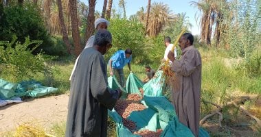 يا طالع النخل العالى.. موسم حصاد البلح فى أسوان.. فيديو