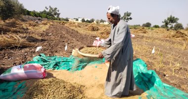 التعقيب والنخيل.. آخر مرحلة من حصاد السمسم من غيطان القليوبية