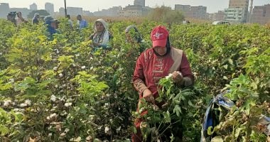 محصول القطن حقق أعلى إنتاجية للفدان فى المنوفية.. المزارعون: جيزة 97 موفر للمياه ومبكر النضج ومتوسط إنتاجيته المتوقعة تزيد عن 9 قناطير للفدان.. ووكيل وزارة الزراعة: لدينا 4457 فدانا على مستوى المحافظة.. صور