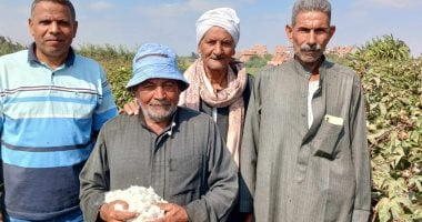 حكاية الفلاح المثالى..عم لطفي الكومي عاشق الأرض والزراعة.. محصوله من الذهب الأبيض يعطى أعلى إنتاجية.. مدير الجمعية الزراعية: نعتبره مرشد زراعى.. والمزارعون يسيرون على خطاه فى زراعة أى محاصيل.. صور