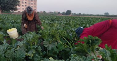 خير مزارعنا من موسم حصاد الكوسة بالقليوبية.. أحد المزارعين: المنتج هذا العام جيد.. والمحصول يحتاج عمالة كثيفة وزراعته تتم بـ3 عروات.. ونصيحتى لربات البيوت: اشترى الصابح وأبعدى عن "الدبلانة".. صور