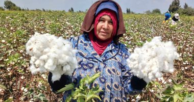 اليوم العالمى للمرأة الريفية.. النساء يحصدن الخير فى غيطان الشرقية "صور"