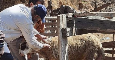 لجان بيطرية لفحص وتحصين الماشية فى الدقهلية.. صور