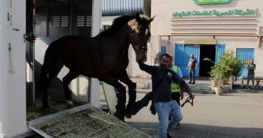 وصول عدد من الخيول الأصيلة مطار القاهرة للاشتراك فى بطولة مصر الدولية للفروسية