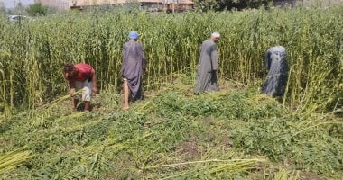 حقول المنيا تتزين بالسمسم.. المحصول ينتج أجود أنواع زيوت الطعام.. المزارعون: الفدان ينتج من 500 إلى 700 كيلو.. ويؤكدون: سر تجميع السمسم بعد الحصاد حتى لا يتساقط المحصول على الأرض